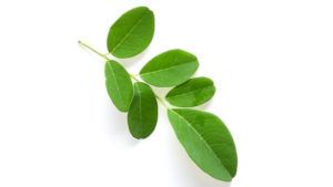 moringa leaf client 300x169 1